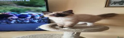 Ragdoll cats for sale: GCCF registered Ragdol kittens  - Advert 4