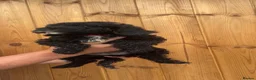 Sproodle dogs for sale: 2 GIRLS LEFT PRA CLEAR SPROODLES - Advert 11