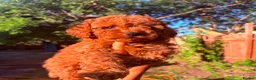 Cavapoo dogs for sale: F1b Deep Red curly coat toy Cavapoo pups 🐾 - Advert 7