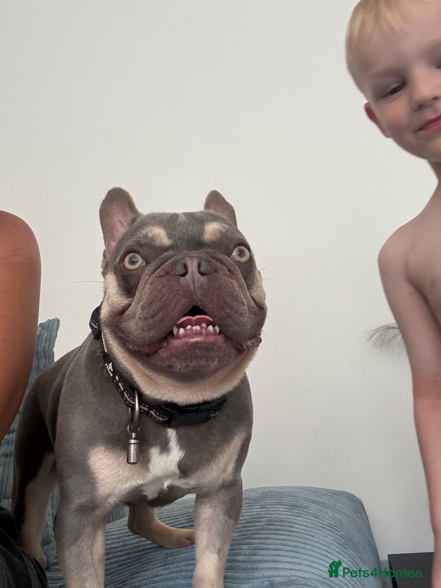 French Bulldog dogs Male French bulldog - Advert 2
