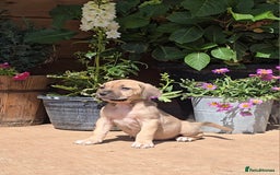 Cane Corso dogs for sale: Italian Mastiff pup now ready for their new homes! - Image 9