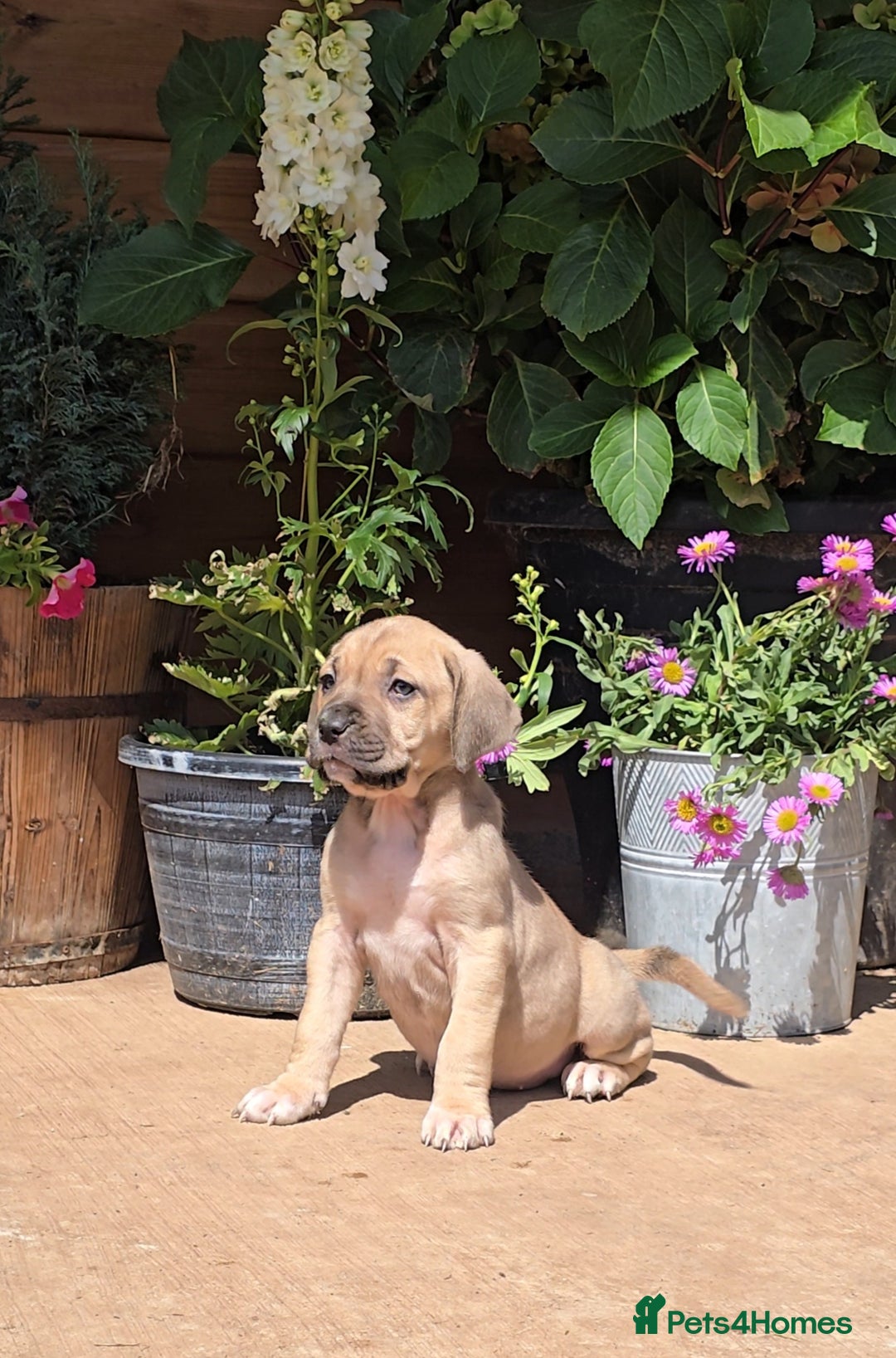 Cane Corso dogs for sale: Italian Mastiff pup now ready for their new homes! - Image 9