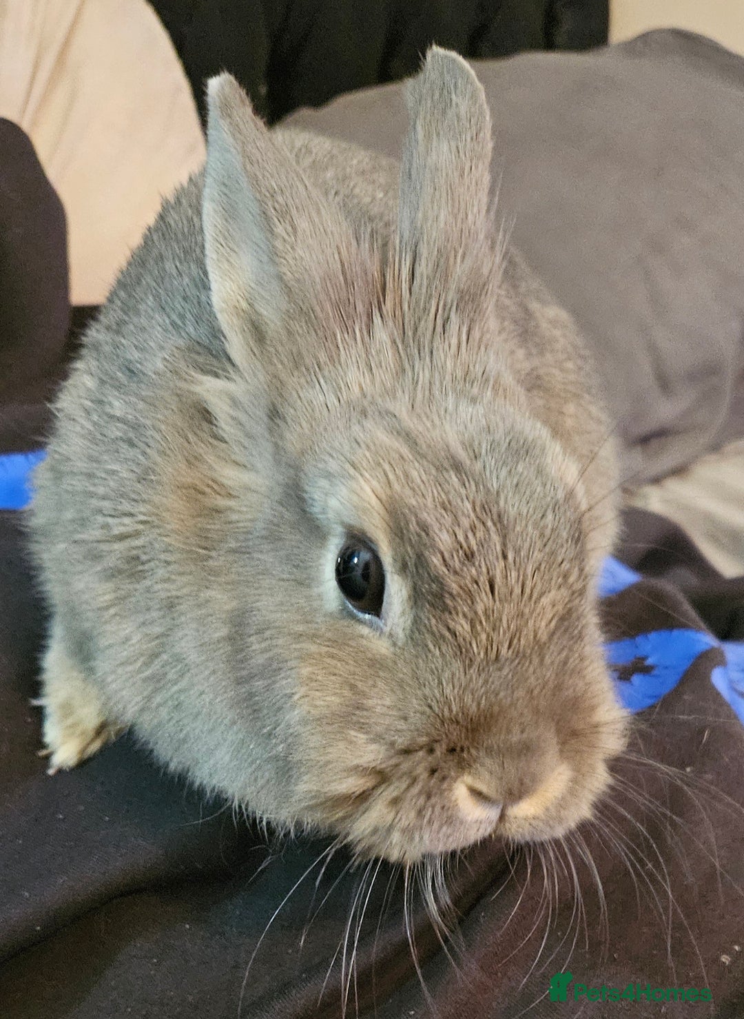 Netherland Dwarf rabbits for sale: READY TO LEAVE Netherland dwarf   - Advert 4