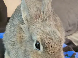 Netherland Dwarf rabbits READY TO LEAVE Netherland dwarf - Advert 7