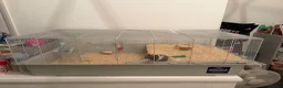 Hamster rodents for sale: Syrian hamster  - Advert 2