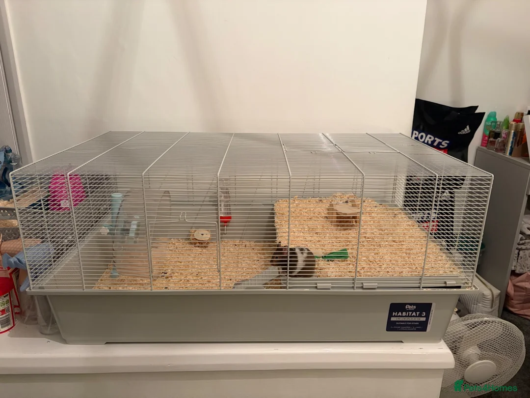 Hamster rodents for sale: Syrian hamster  - Advert 2