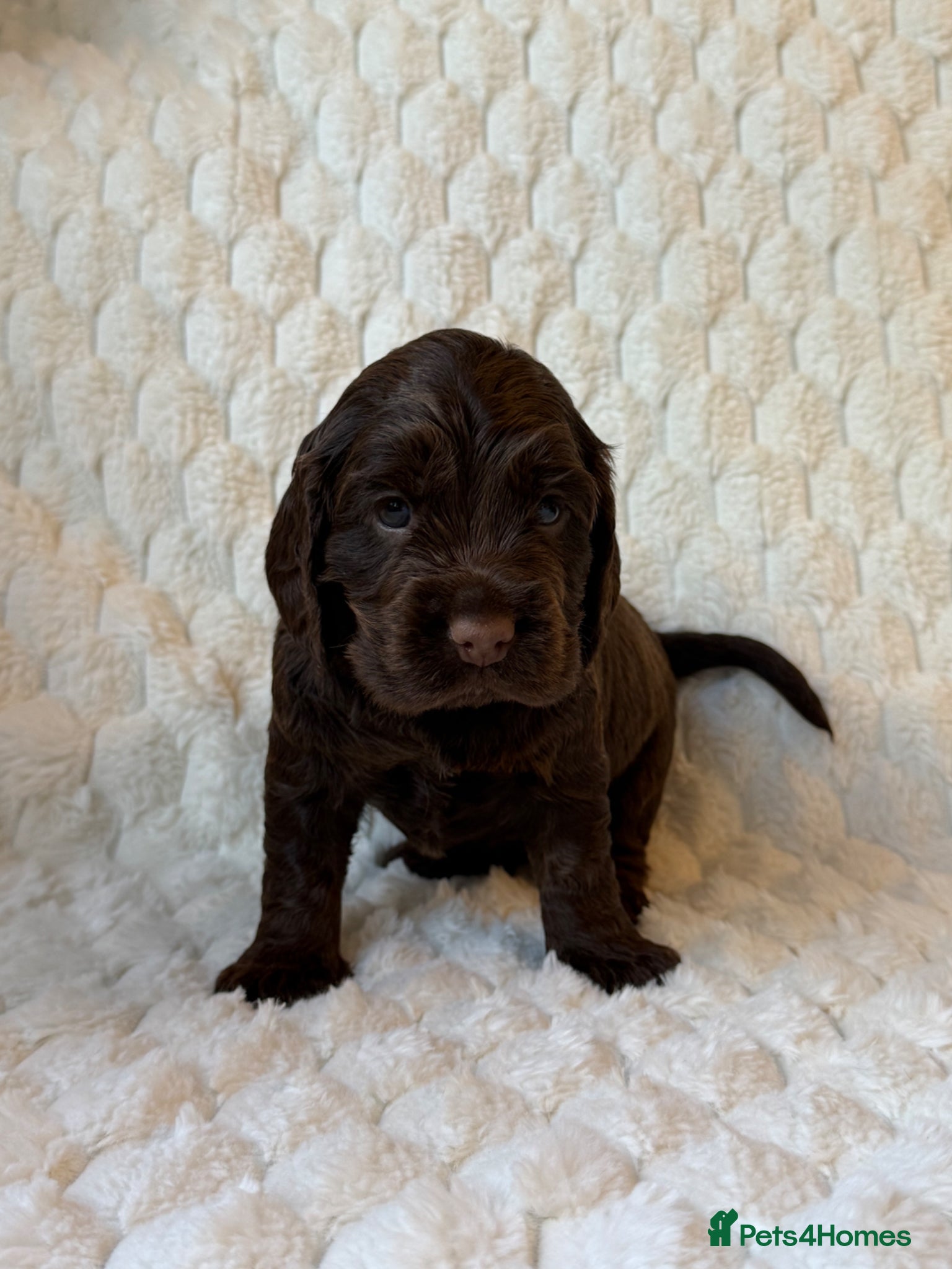 Cocker Spaniel dogs Cocker spaniel puppies health tested  - Advert 2