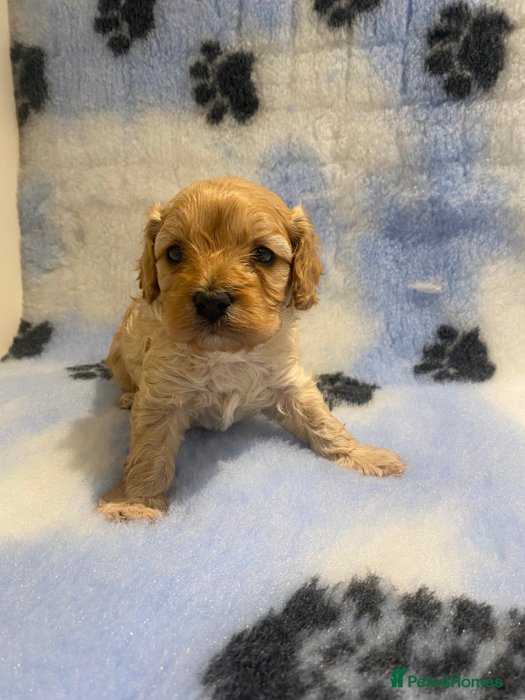 Cavapoo dogs for sale: 5 apricot cavapoo puppies - Advert 5