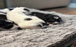 Cockapoo dogs for sale: F1 cockapoos beautiful litter 5 left* - Image 12