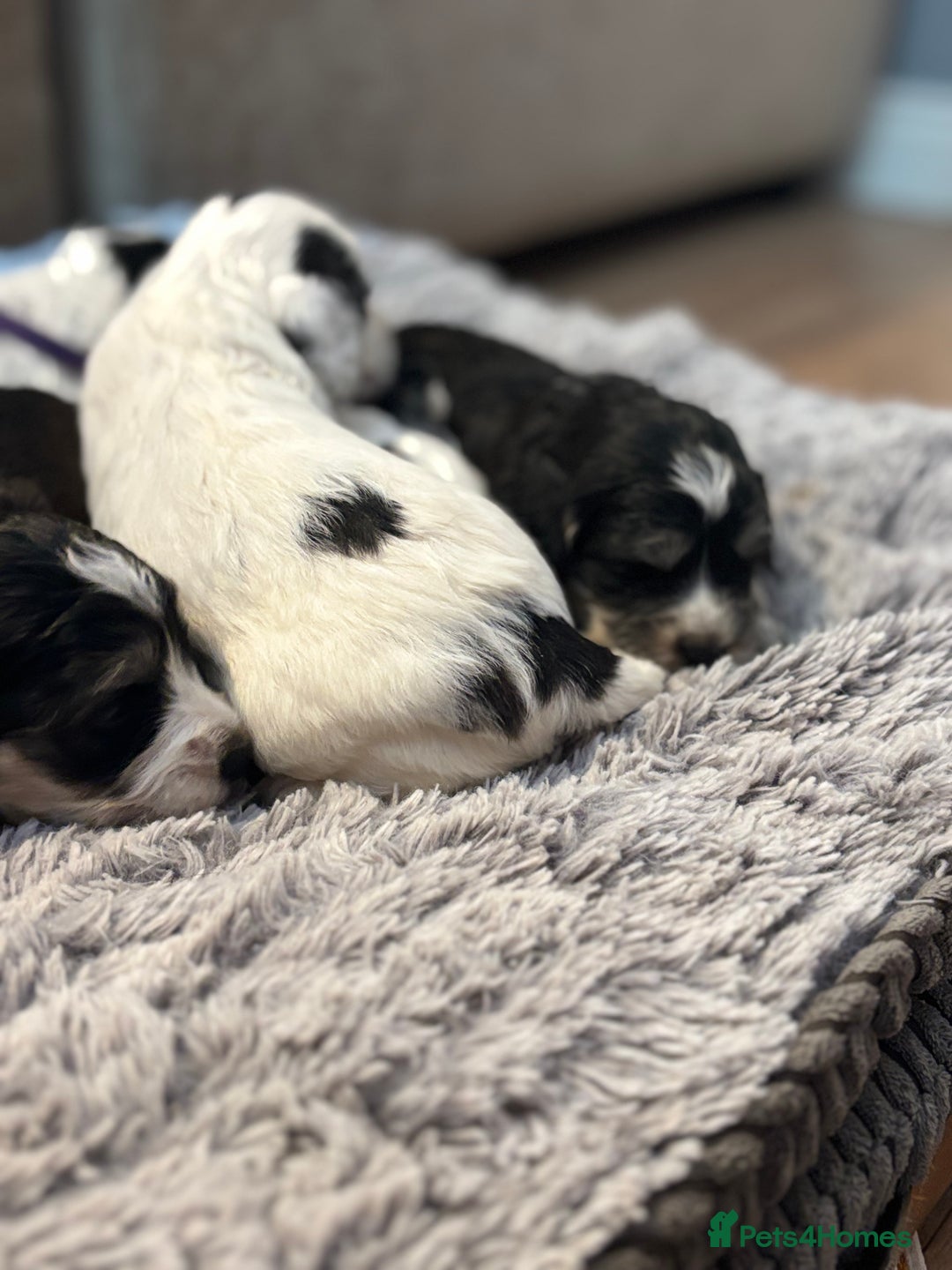 Cockapoo dogs for sale: F1 cockapoos beautiful litter 5 left* - Image 12