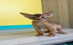 Abyssinian cats for sale: Raised with Love Abyssinian Kittens - Image 10