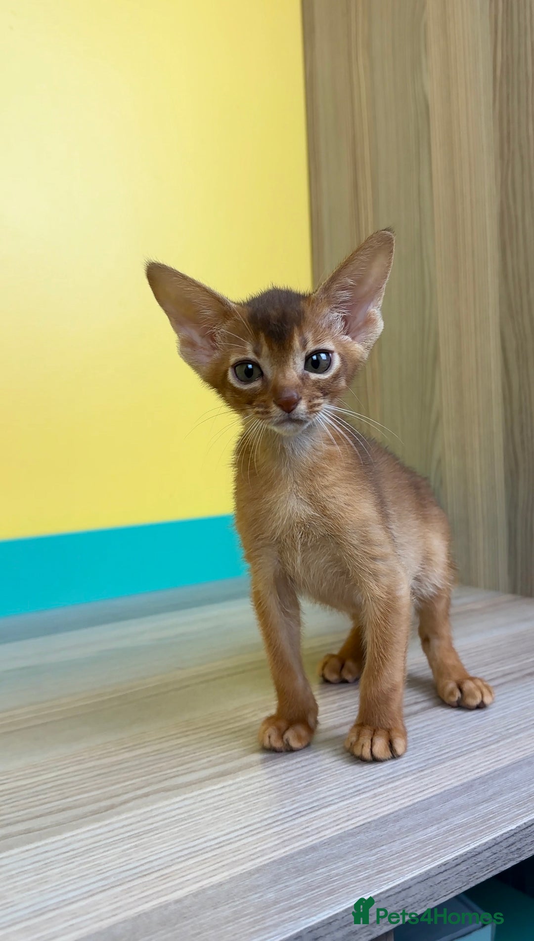 Abyssinian cats for sale: Raised with Love Abyssinian Kittens - Image 10