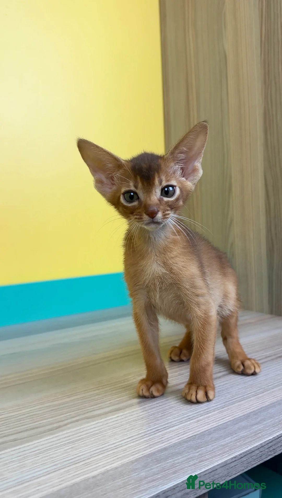 Abyssinian cats for sale: One boy left🤎Raised with Love Abyssinian Kittens - Advert 29