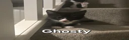 Mixed Breed cats for sale: 6 loving kittens looking for Forever homes  - Advert 13