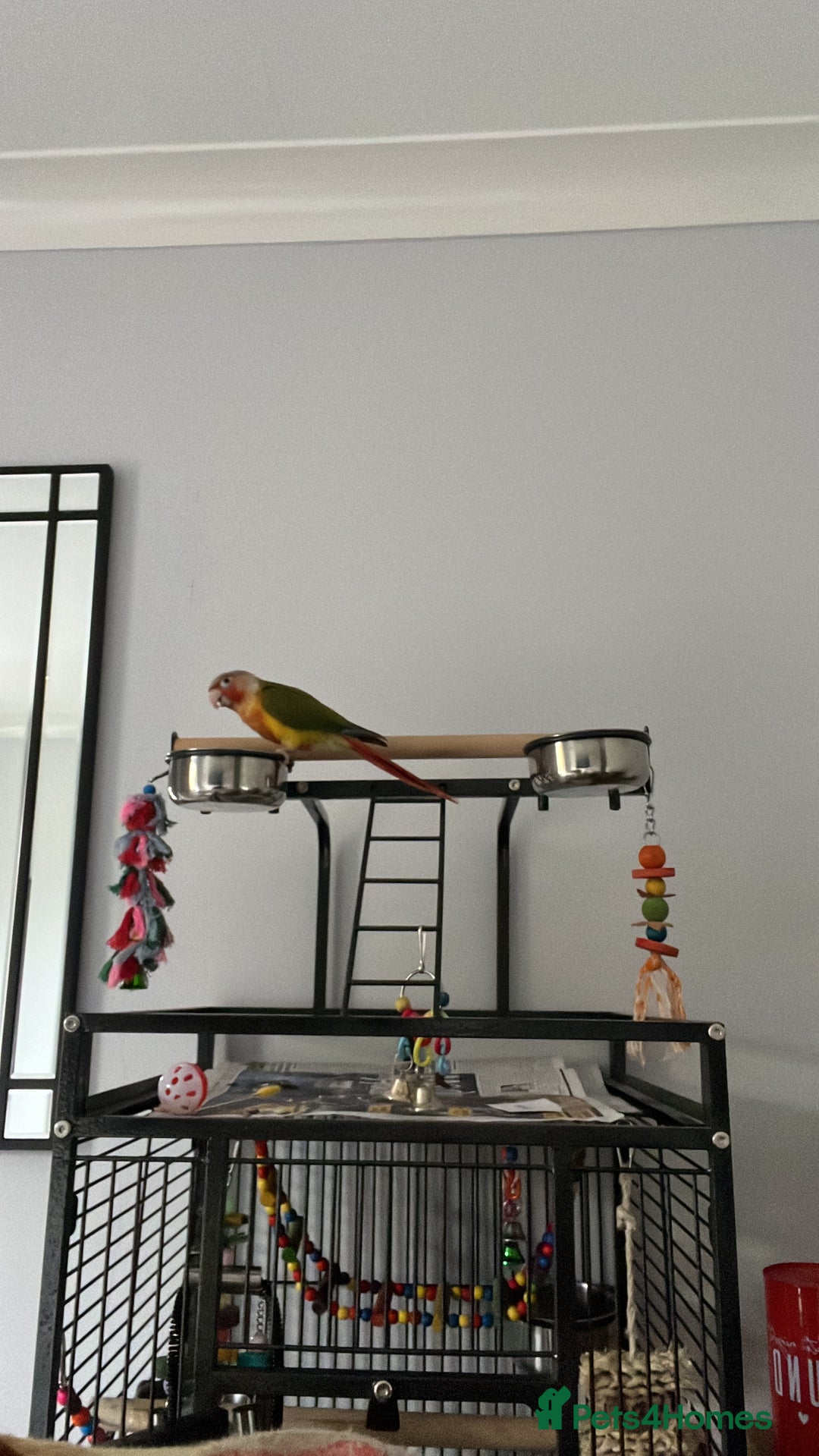 Conures birds for sale: Playful 1yr old hand raised Male conure for sale  - Image 2