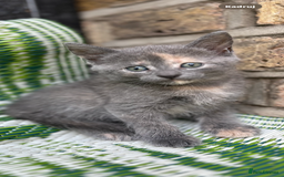 Mixed Breed cats for sale: Kittens  - Image 3