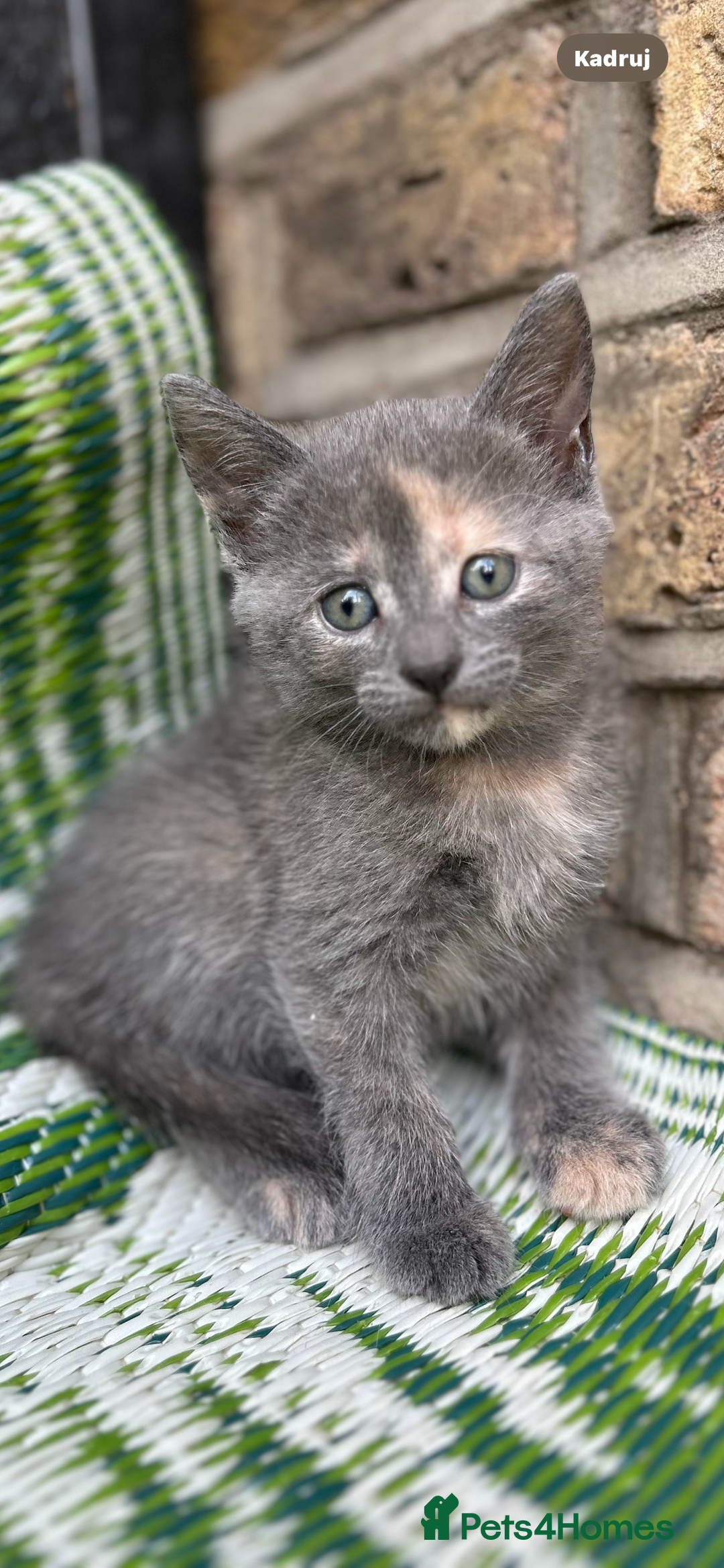 Mixed Breed cats for sale: Kittens  - Image 3