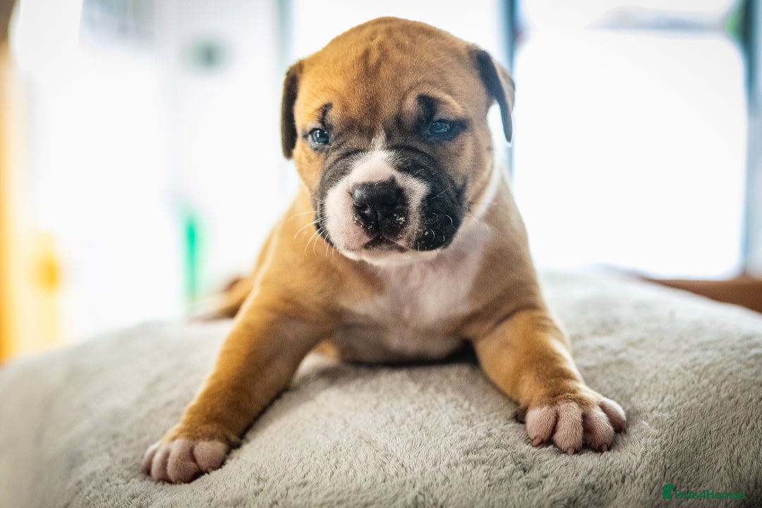 American Bull Staffy dogs for sale: American Staffordshire Bull Terriers - Image 3