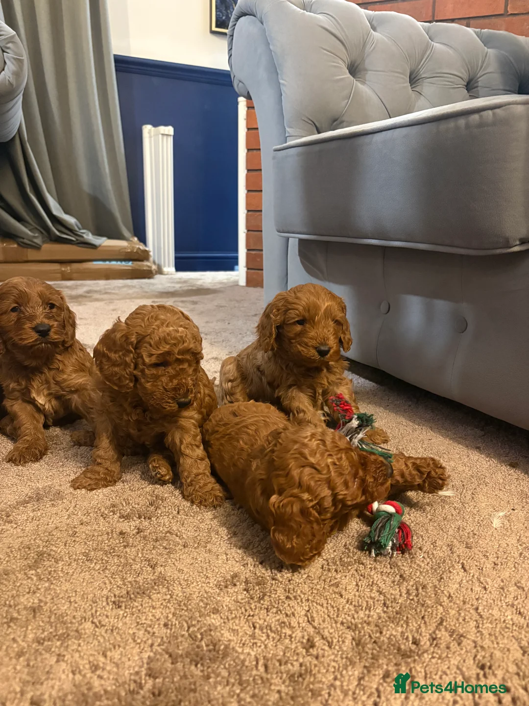 Cockapoo dogs for sale: Red F2b Cockerpoo  - Advert 1