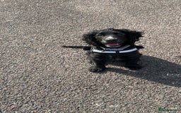 Cocker Spaniel dogs for sale: Black Cocker Spaniel - Image 1