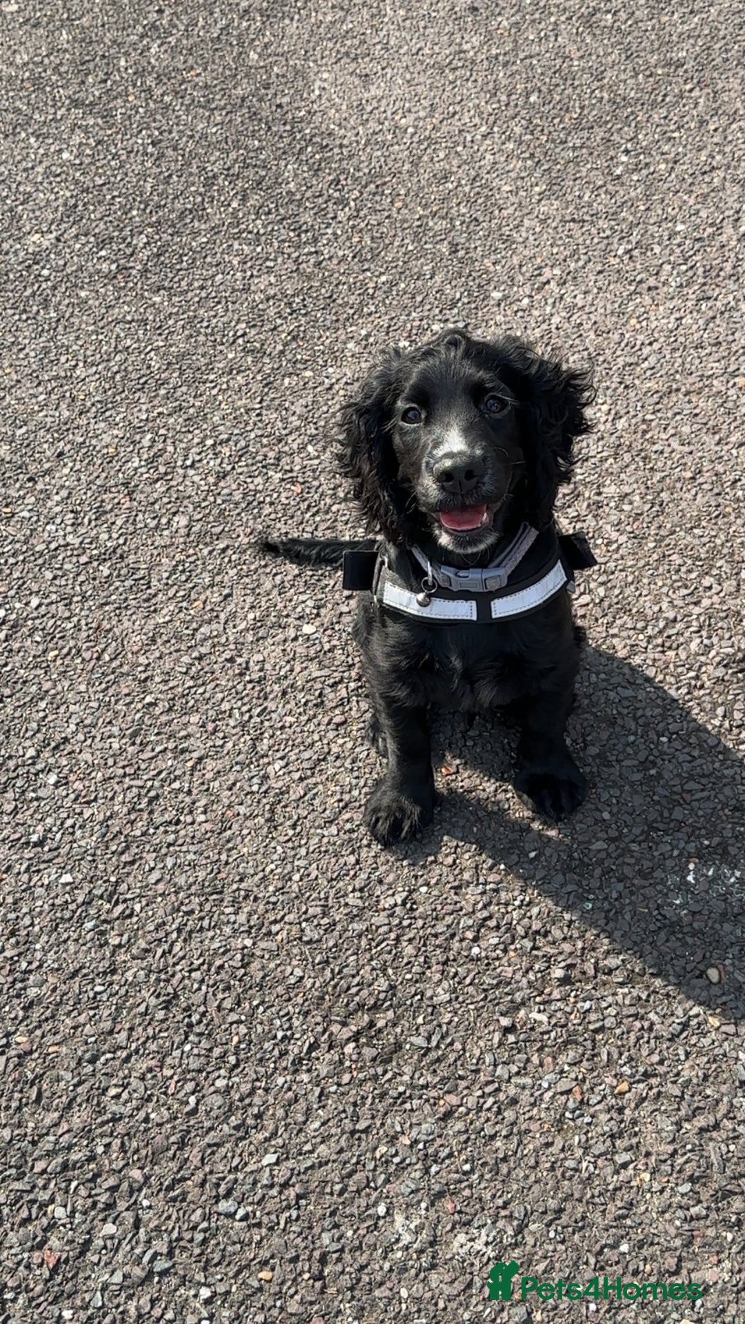 Cocker Spaniel dogs for sale: Black Cocker Spaniel - Image 1