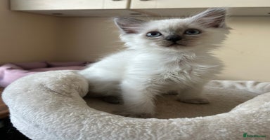 Ragdoll cats - Advert 7
