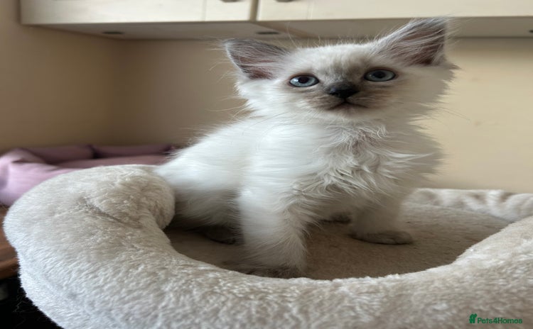 Ragdoll cats - Advert 15