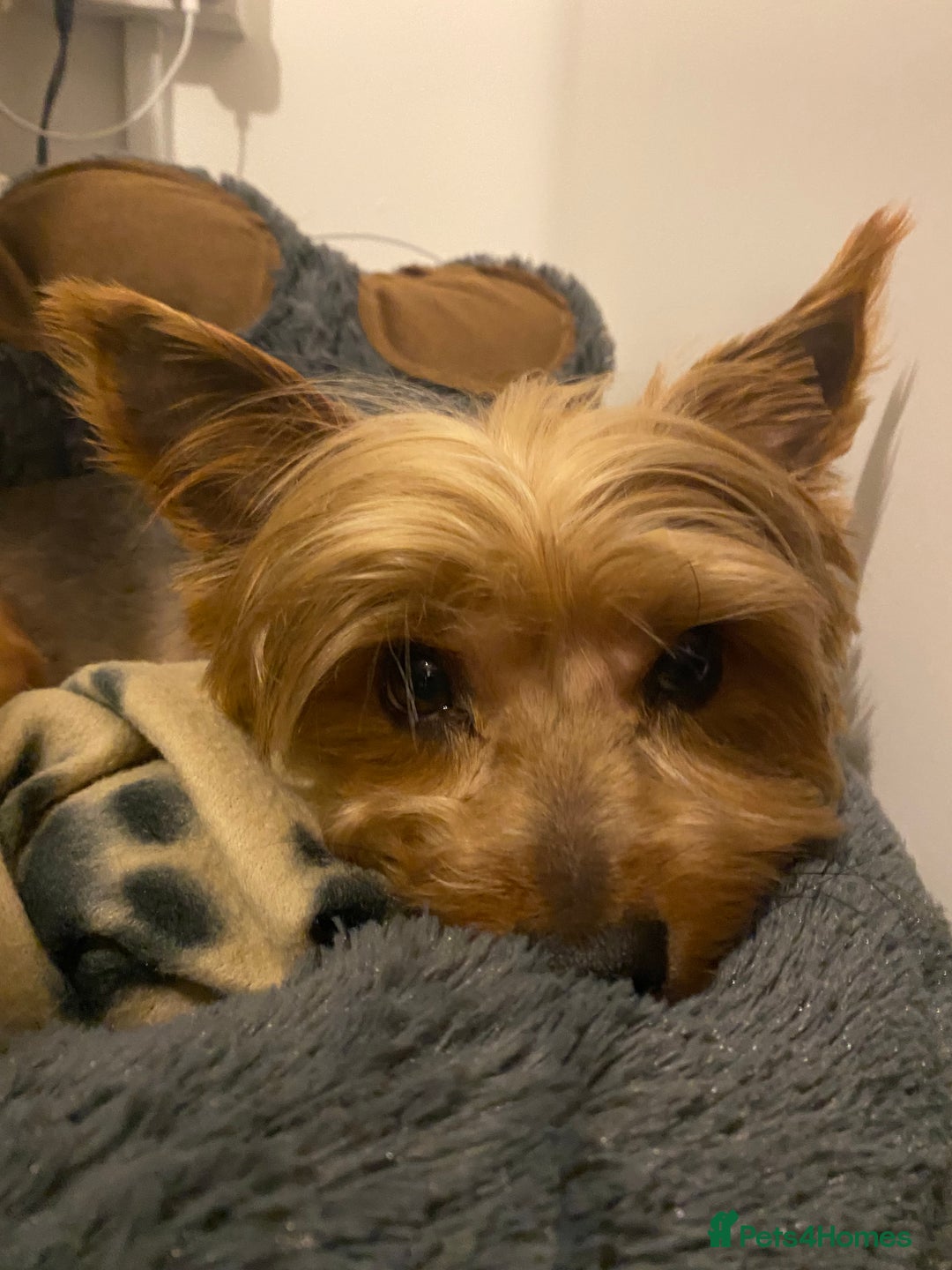 Yorkshire Terrier dogs for sale: Endearing Yorkie Looking for a New Home - Advert 6