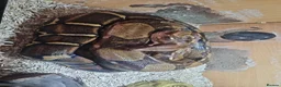 Boa Snake reptiles for sale: Common female boa in Stourbridge - Advert 4
