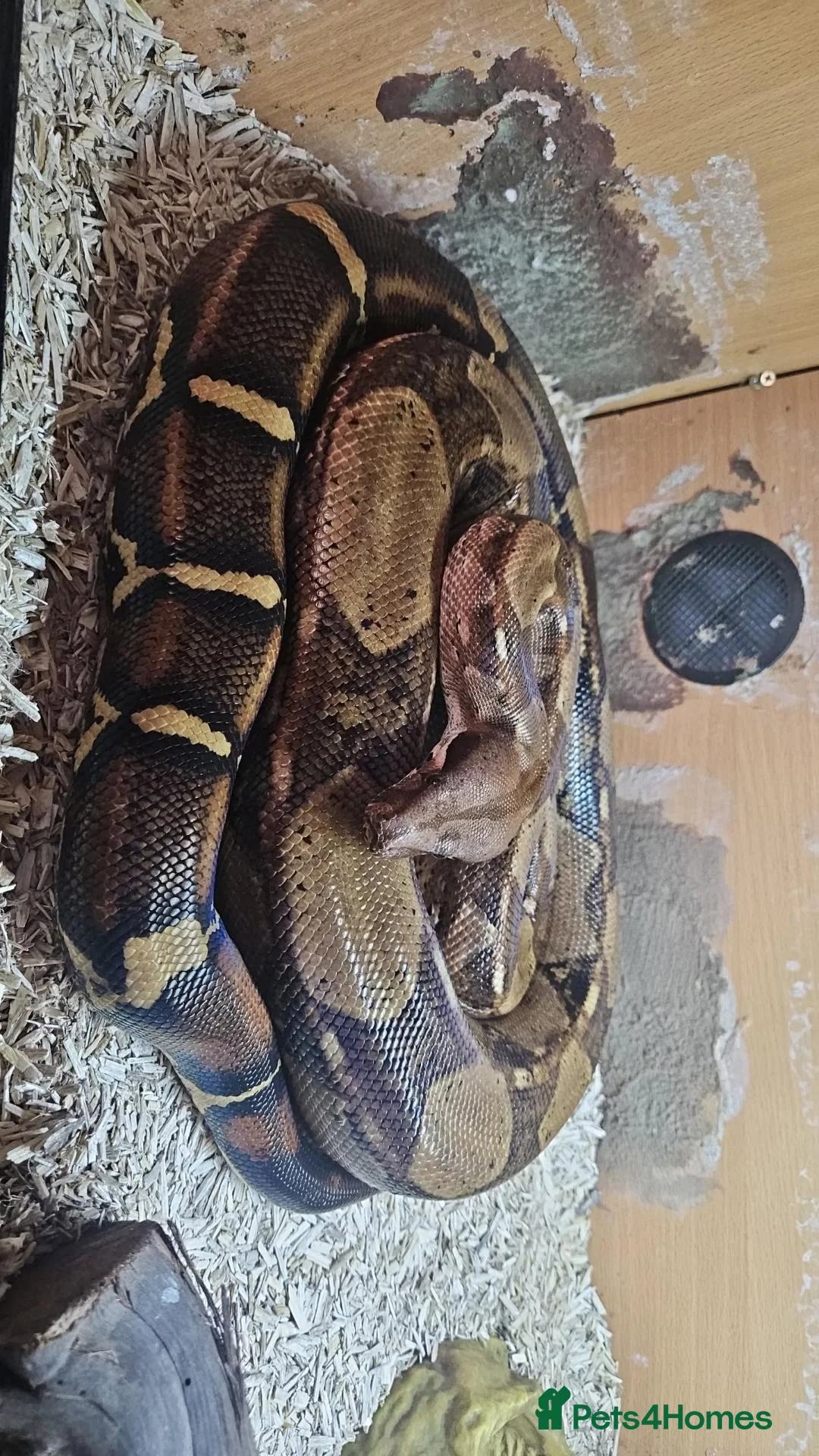 Boa Snake reptiles for sale: Common female boa in Stourbridge - Advert 4