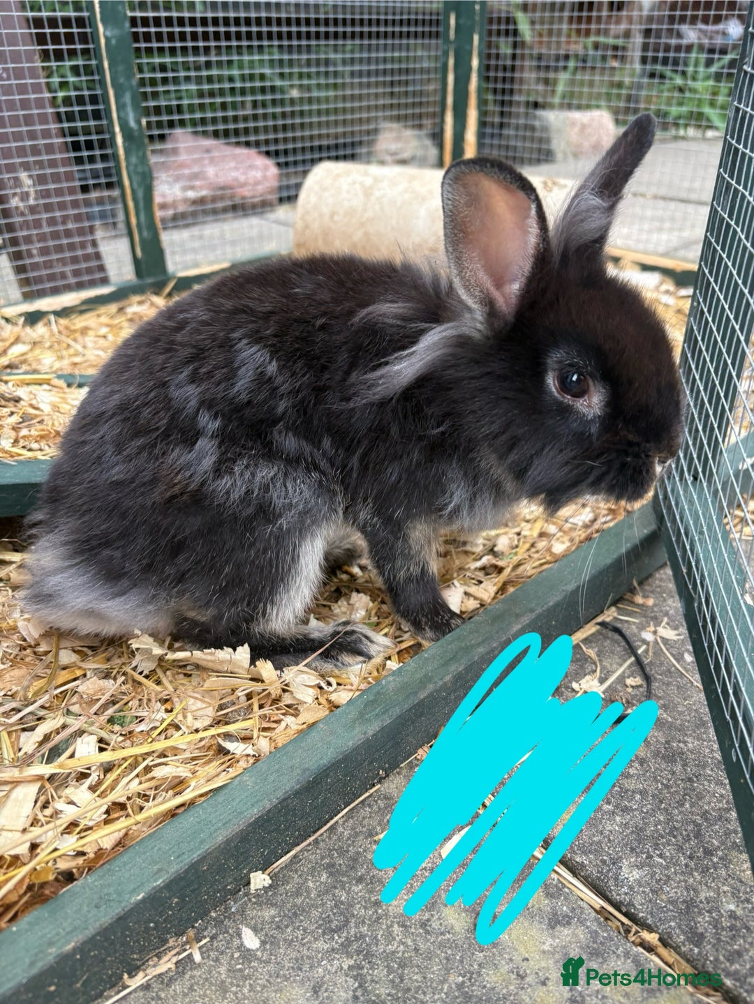Mixed Breed rabbits for sale: Mix of rabbits  - Image 4