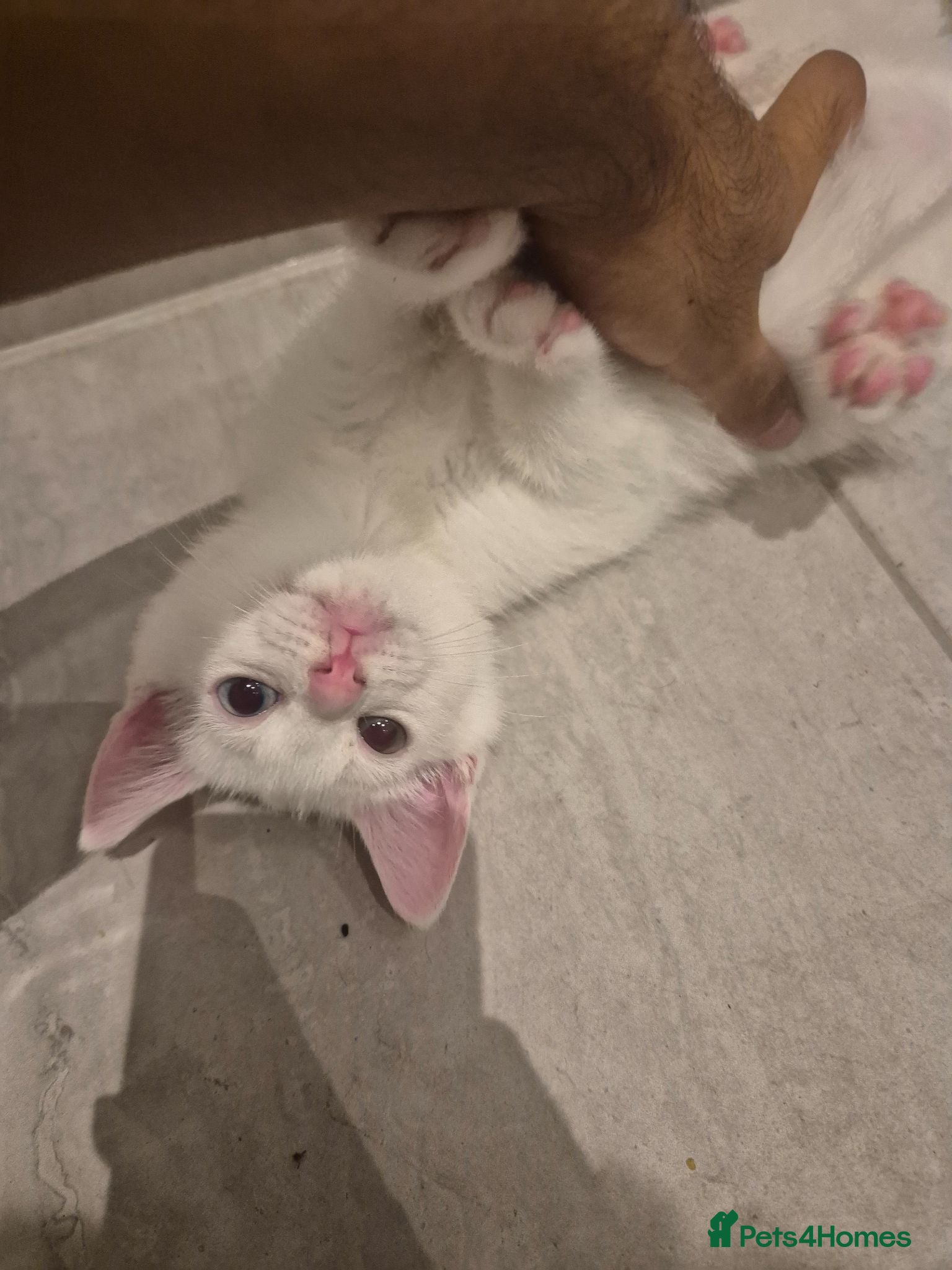 Domestic Shorthair cats Beautiful odd eyed pure white kitten - Advert 2