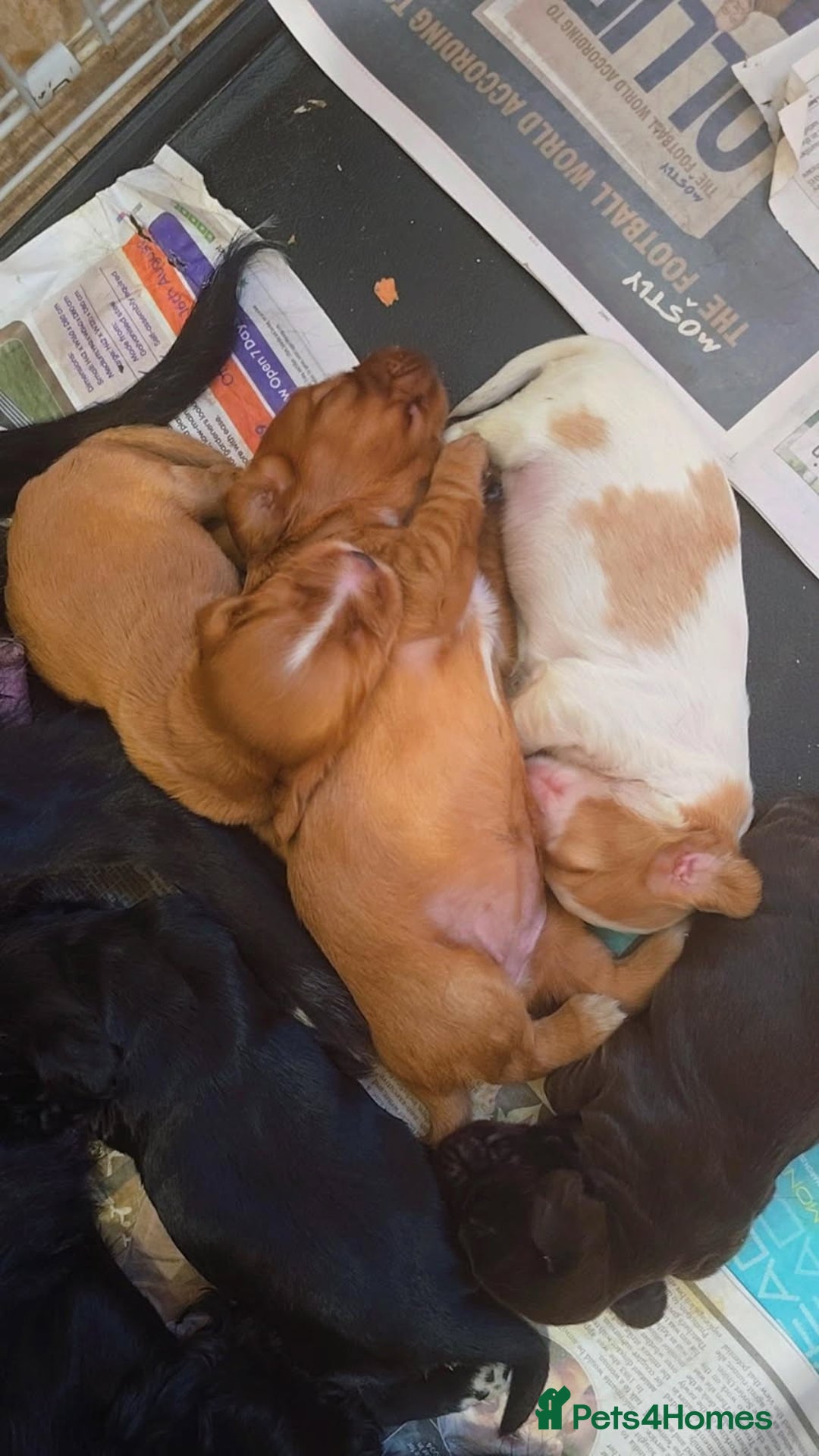 Cocker Spaniel dogs for sale: Cocker Spaniel puppies for sale - Image 2
