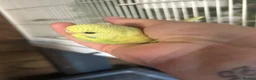 Budgerigars birds for sale: 2 Hand tame babies  - Advert 11