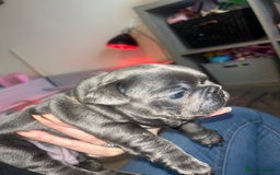 French Bulldog dogs for sale: Blue French bulldogs - Image 6