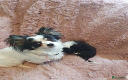 Chihuahua dogs for sale: Tri coloured longcoat apple head - Image 24