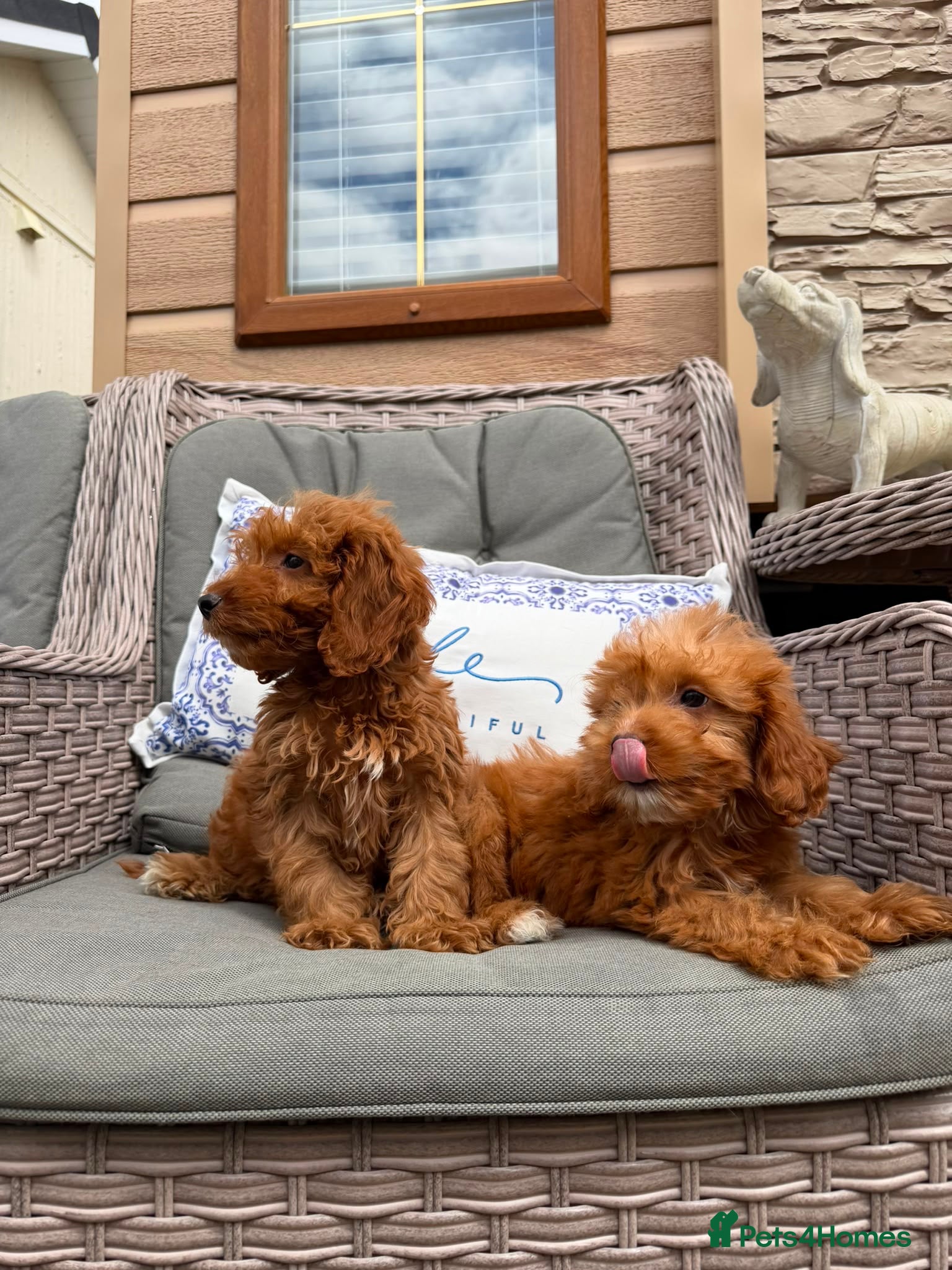 Cockapoo dogs F1 Cockapoo puppies (council licensed) - Advert 1