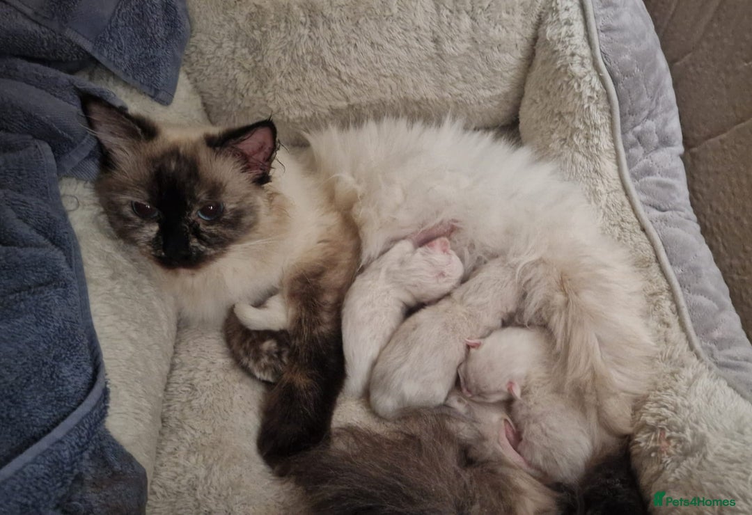 Ragdoll cats for stud: Ragdoll Stud Lilac Colour GCCF Active. in Sheffield - Image 11