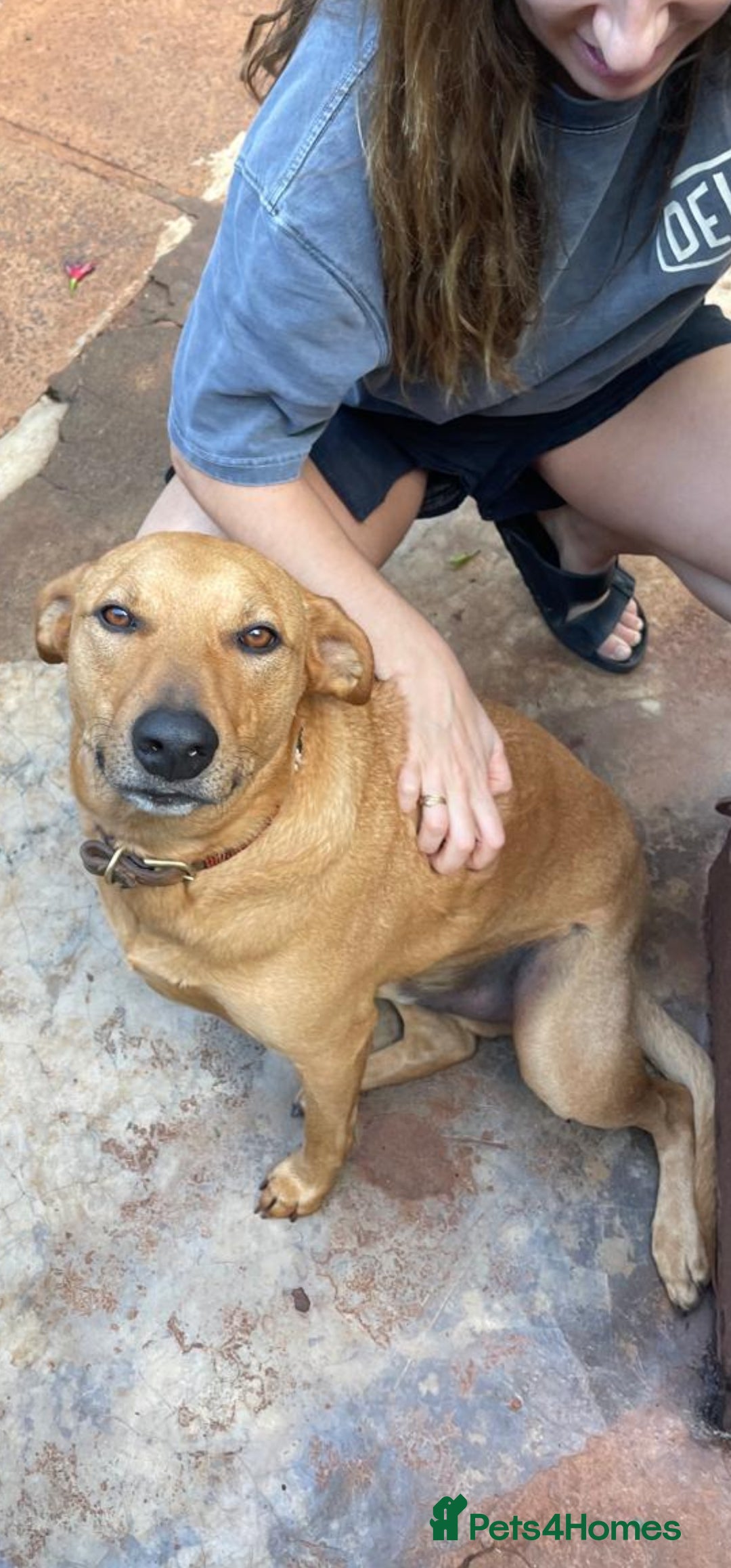 Mixed Breed dogs for adoption: Jimmy is looking for an amazing home - Image 30