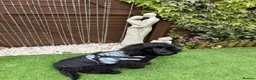 Cocker Spaniel dogs for sale: Indiana - beautiful male puppy - Advert 11