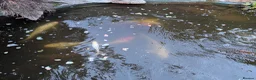 Koi Carp fish for sale: Established Pond Clearance 11 Mixed Koi & Goldfish in Margate - Advert 7