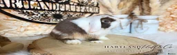 Mini Lop rabbits for sale: MINI LOPS | PEDIGREE  - Advert 14