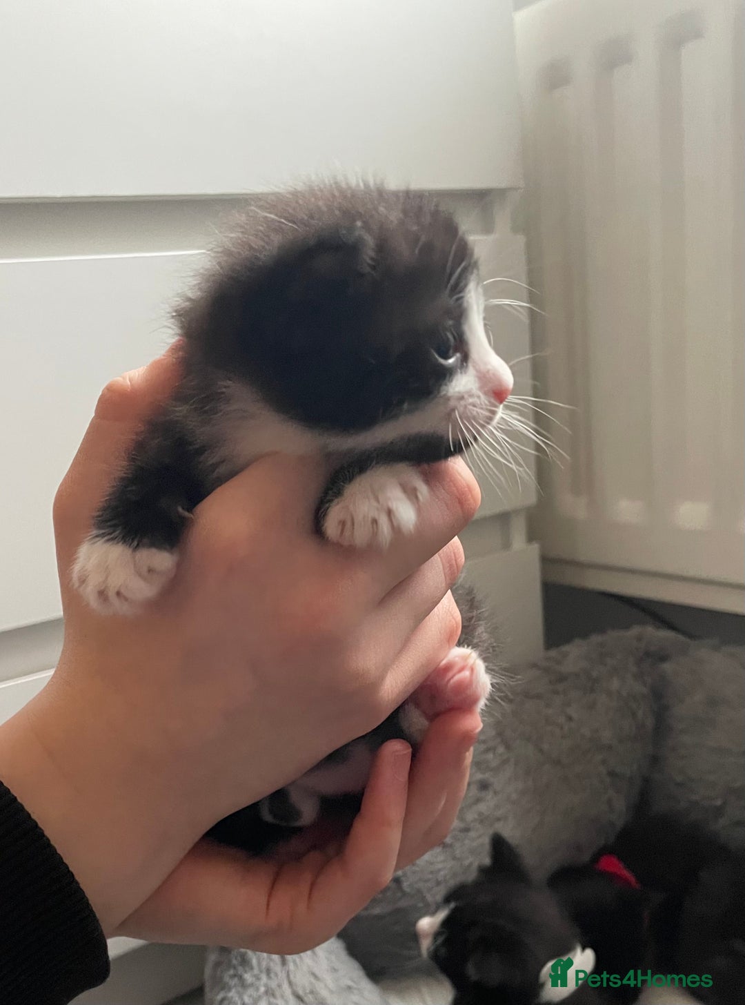 Mixed Breed cats for sale: 4 Beautiful Kitten - Advert 10