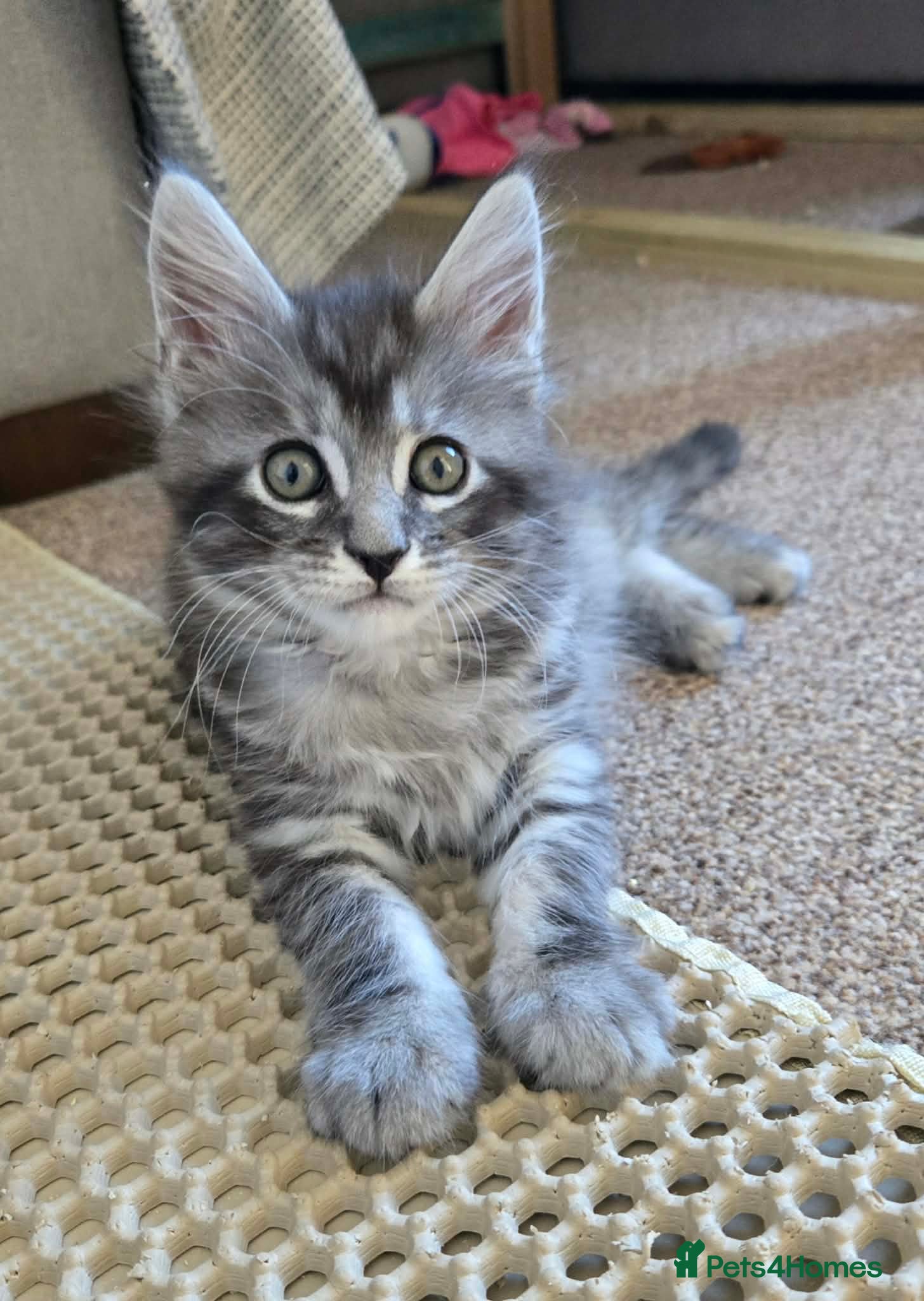 Maine Coon cats 3 Maine Coon kittens. - Advert 15