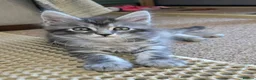 Maine Coon cats for sale: 3 Maine Coon kittens. - Advert 13