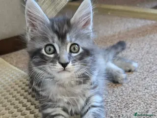 Maine Coon cats 3 Maine Coon kittens. - Advert 15
