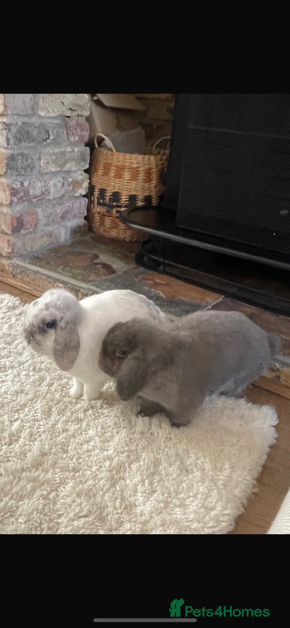 Mini Lop rabbits Pair of 3 year-old mini-lops (baby/child friendly) - Advert 1
