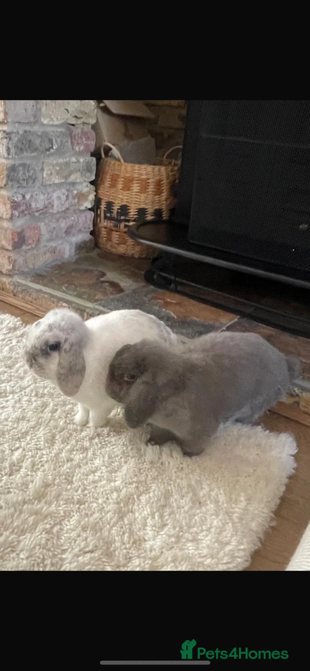 Mini Lop rabbits for sale: Pair of 3 year-old mini-lops (baby/child friendly) in Slough - Advert 1