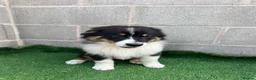 Australian Shepherd dogs for sale: Kc registered male Australian Shepherd Puppy - Advert 12