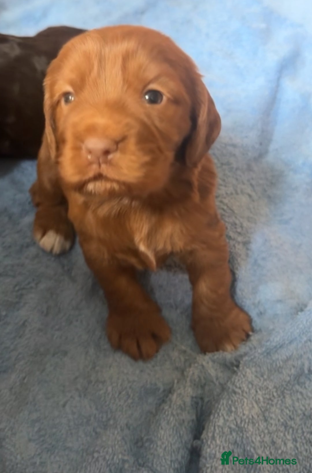 Cockapoo dogs for sale: Beautiful black F1B cockapoo boy ready next week  - Advert 24
